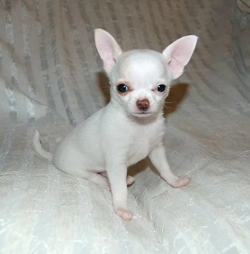 amichevole cucciolo di chihuahua maschio