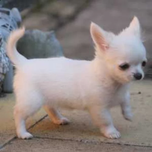 due cuccioli di chihuahua disponibili ora | Foto 2
