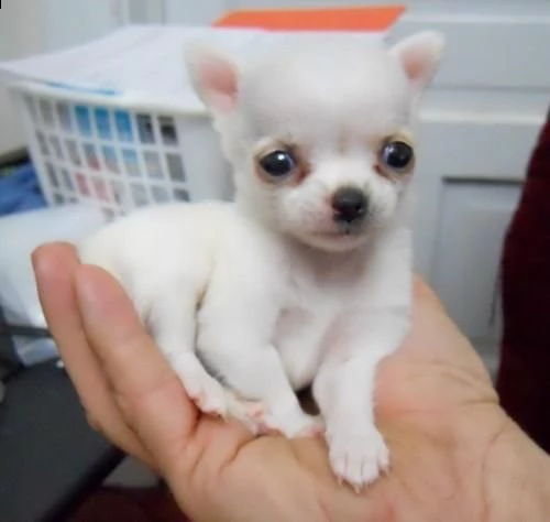 due cuccioli di chihuahua disponibili ora | Foto 0