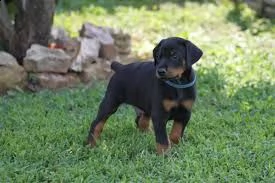regalo doberman 