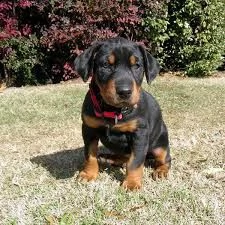 regalo doberman  | Foto 0