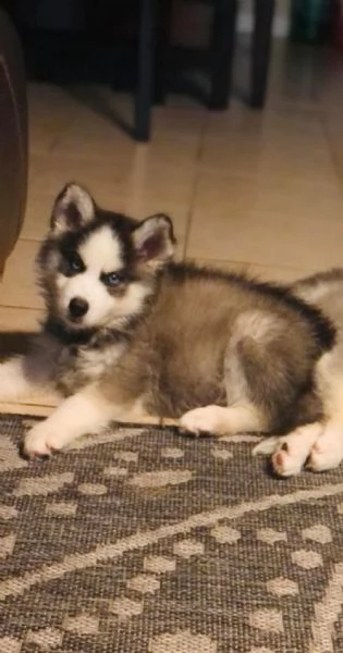 husky siberiano cuccioli per l'adozione bellissima cucciolata cerca nuova famiglia, 4 maschi e 3 | Foto 4