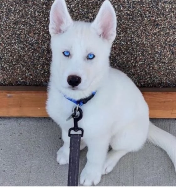 husky siberiano cuccioli per l'adozione bellissima cucciolata cerca nuova famiglia, 4 maschi e 3 | Foto 2