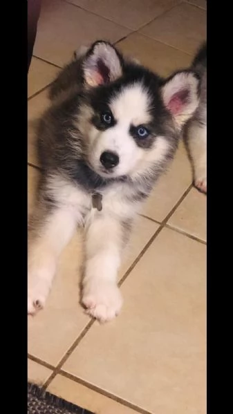 husky siberiano cuccioli per l'adozione bellissima cucciolata cerca nuova famiglia, 4 maschi e 3 | Foto 1