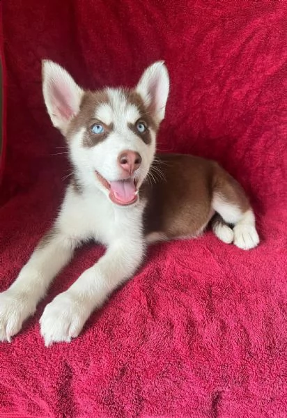 husky siberiano cuccioli per l'adozione bellissima cucciolata cerca nuova famiglia, 4 maschi e 3 | Foto 0