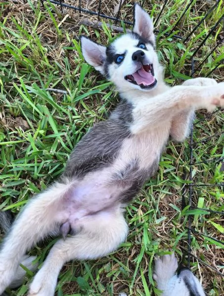 abbiamo messo a disposizione cuccioli di husky maschi e femmine per l'adozione | Foto 1