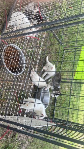 abbiamo messo a disposizione cuccioli di husky maschi e femmine per l'adozione