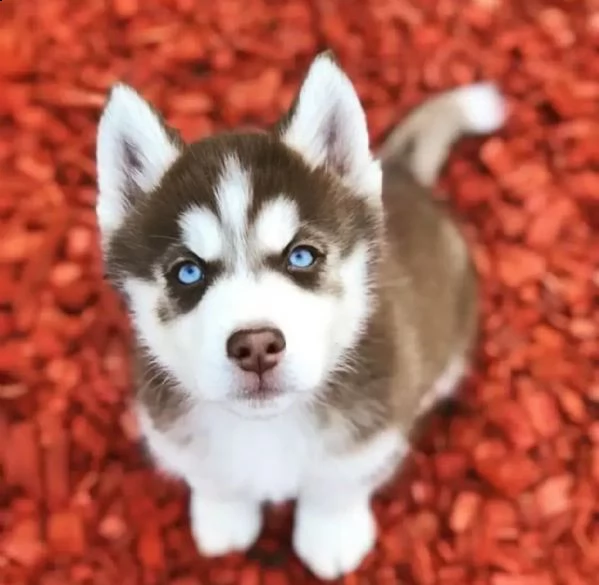 cuccioli di husky completi. | Foto 1