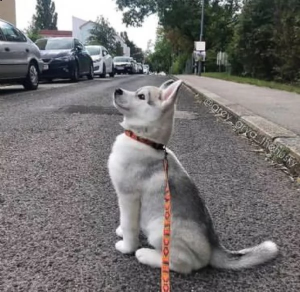 cuccioli di husky completi. | Foto 0