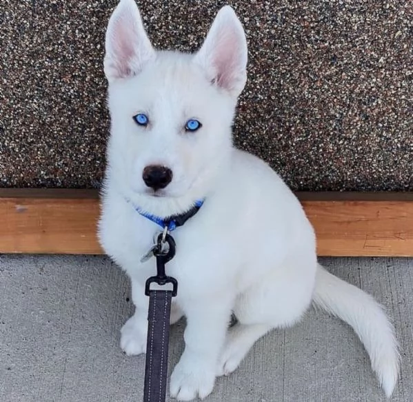 cuccioli di husky completi.
