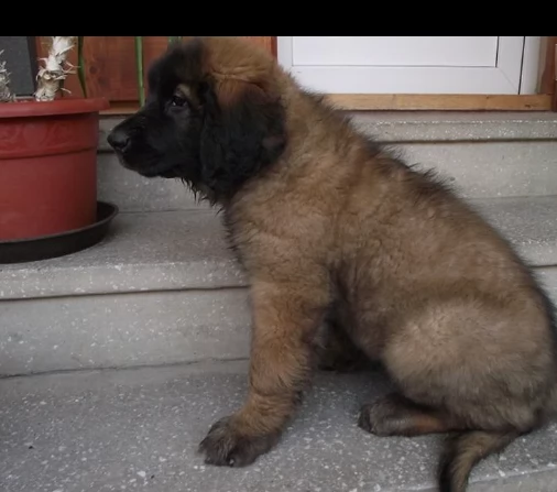 stupendi cuccioli di leonberger