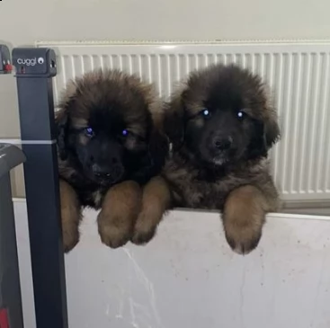 cucciolo di leonberger puro