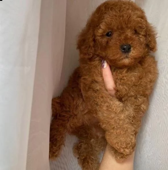 _______regalo barboncino toy urgent ##### | Foto 0