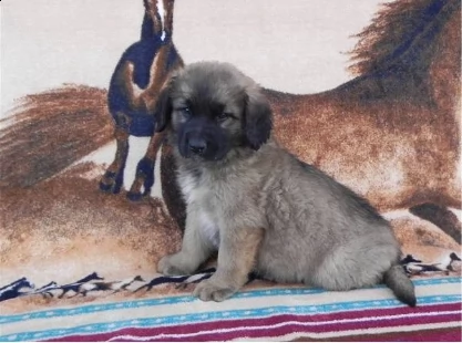 cuccioli di leonberger di tre mesi