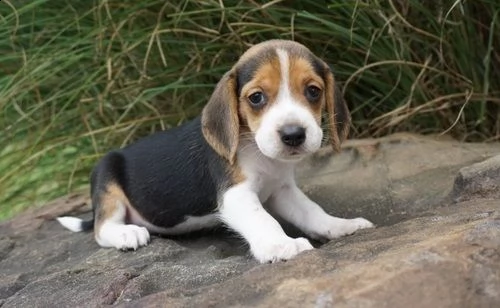 regalo beagle ## | Foto 0