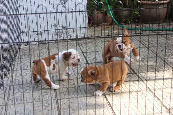 cuccioli di bulldog inglese | Foto 3