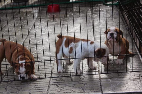 cuccioli di bulldog inglese | Foto 2