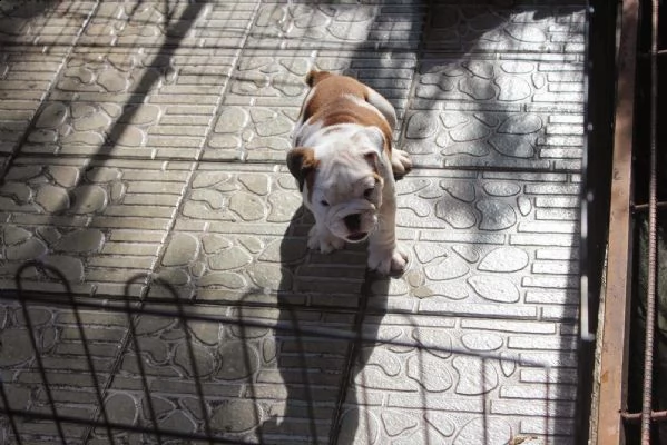 cuccioli di bulldog inglese | Foto 0