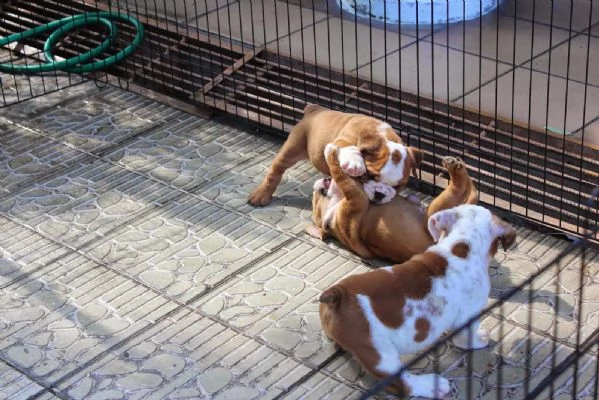 cuccioli di bulldog inglese