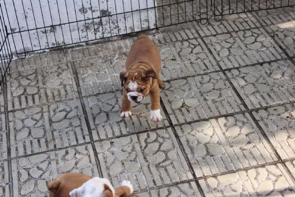 cuccioli di bulldog inglese in adozione | Foto 2