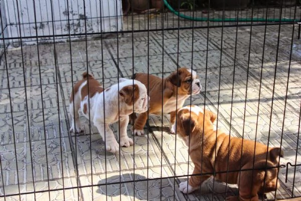 cuccioli di bulldog inglese in adozione | Foto 0