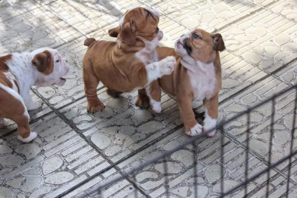 cuccioli di bulldog inglese in adozione