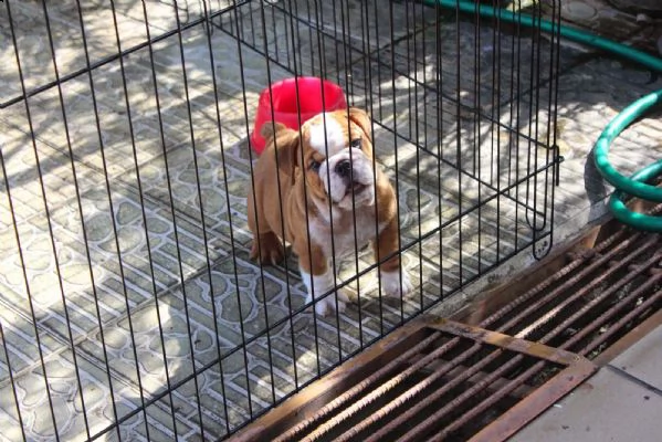 cucciolo di bulldog inglese di 11 settimane | Foto 4