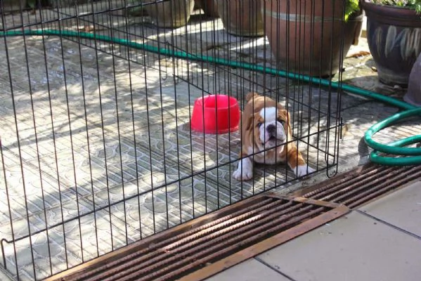 cucciolo di bulldog inglese di 11 settimane | Foto 3