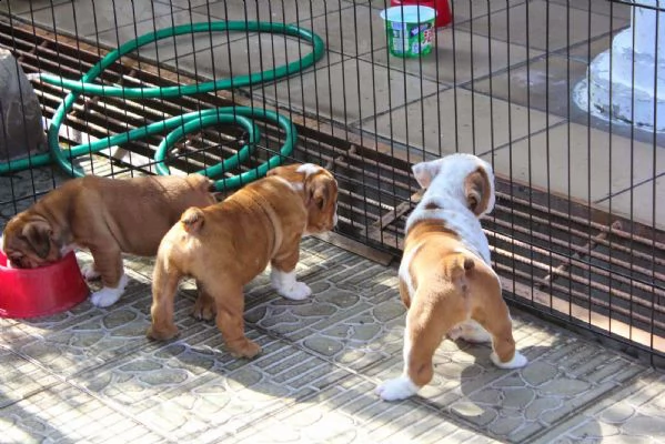 cucciolo di bulldog inglese di 11 settimane | Foto 2
