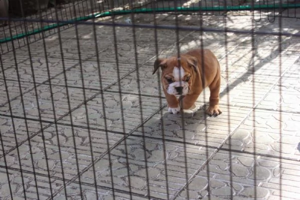 cucciolo di bulldog inglese di 11 settimane | Foto 1