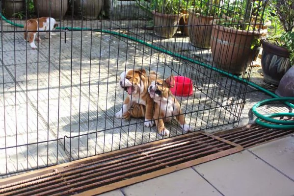 cucciolo di bulldog inglese di 11 settimane | Foto 0