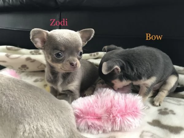 regalo cuccioli di chihuahua mini toy