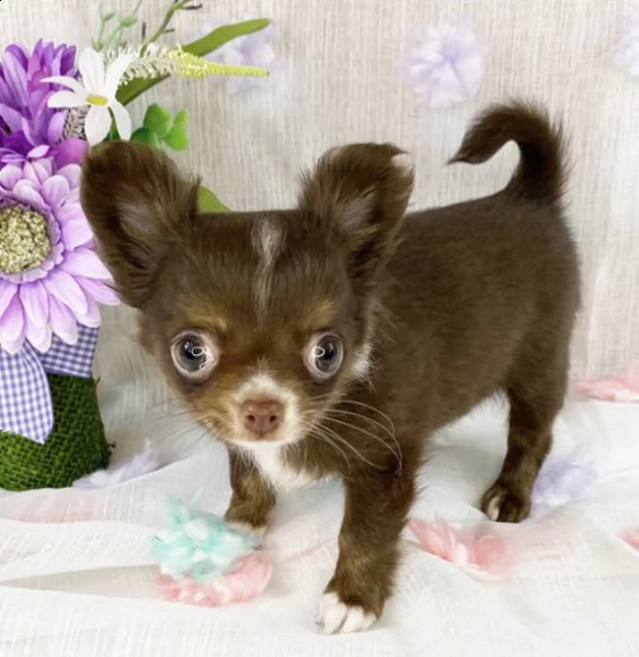 regalo cuccioli chihuahua