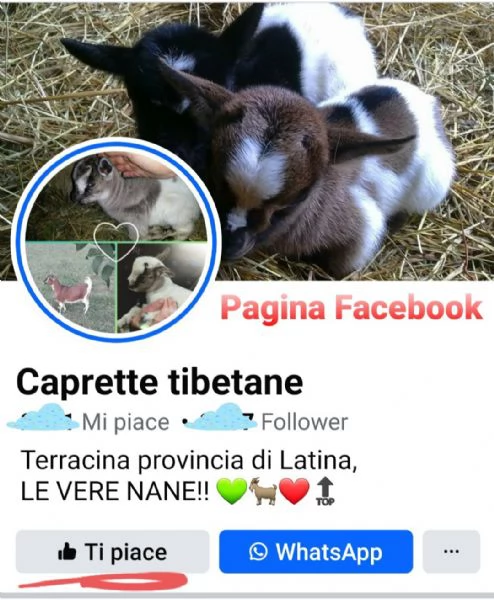 Capretta tibetana 