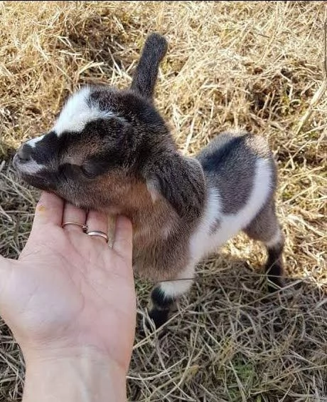 Capretta tibetana  | Foto 6