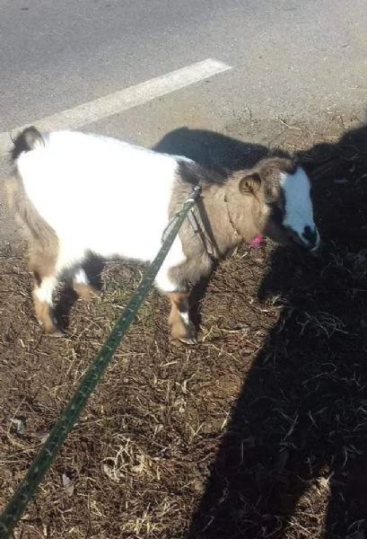 Capretta tibetana  | Foto 3