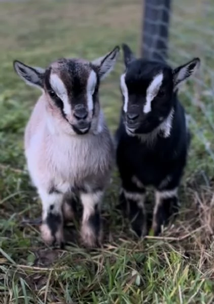 Capretta tibetana  | Foto 1