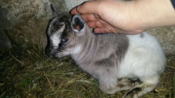 Capretta tibetana  | Foto 0