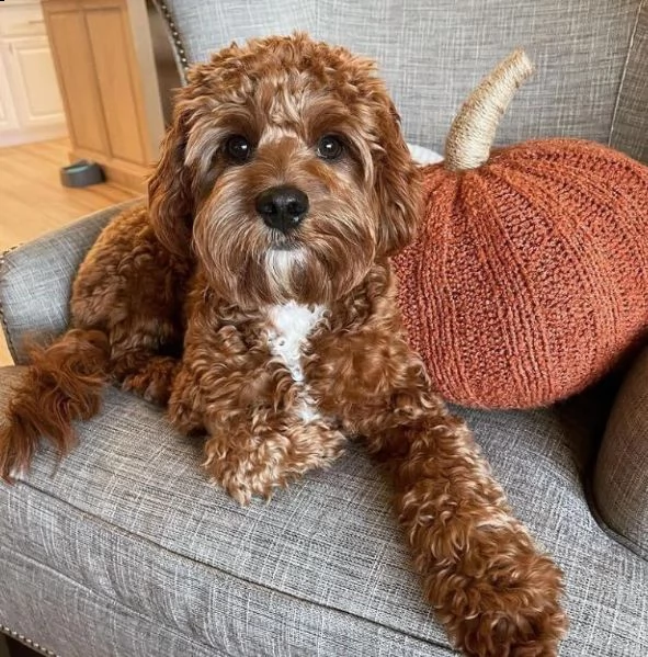 ,,,,,regalo barboncino disponibili mini toy  | Foto 0