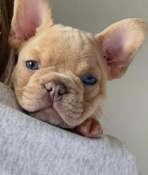 regalo cuccioli di bulldog francese