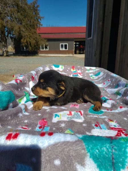 cuccioli di rottweiler tedesco americano e-mail  (marieiris783[at]gmail[.com]) grazi