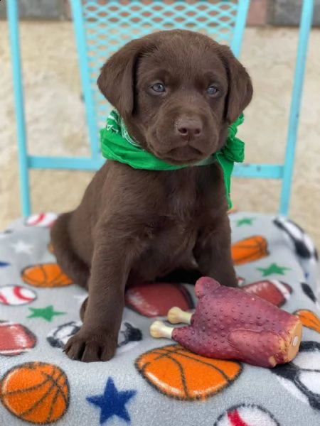  cuccioli di golden retriever pronti ad andare nelle loro case per sempre e-mail  (marieiris783[at]gmai