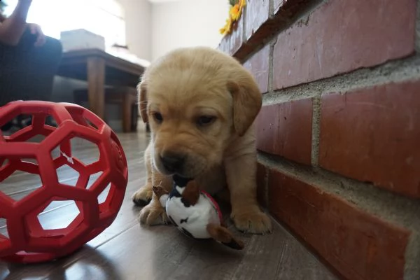 cuccioli di laboratorio di cioccolato cuccioli sani di laboratorio di cioccolato in vendita, testo c