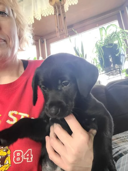  cuccioli di labrador di razza pura cuccioli di labrador di razza, si prega di chiamare o inviare un