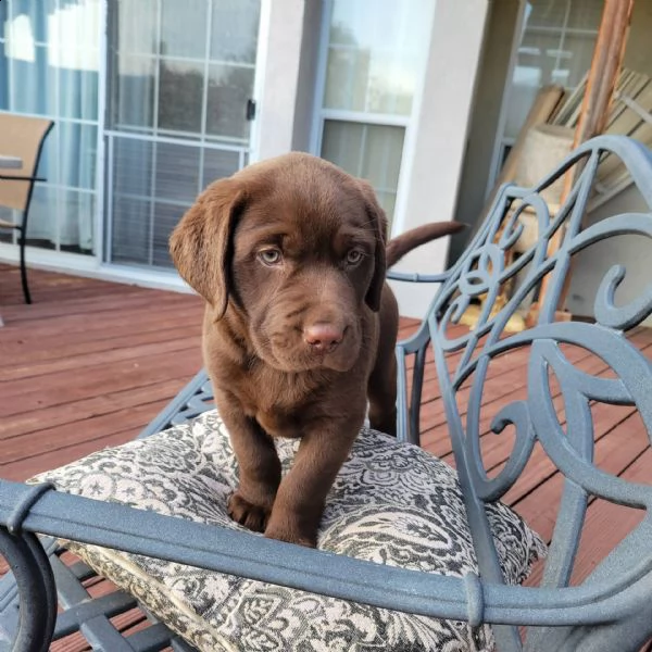  cuccioli di labrador akc  sono compagni perfetti!!! porta a casa il tuo cucciolo oggi!!! i labrador