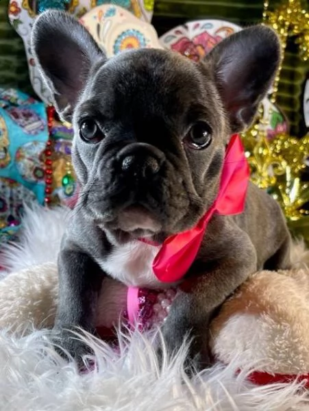 meraviglioso bulldog francese cuccioli di bulldog francese meravigliosi e sani e carini in adozione,
