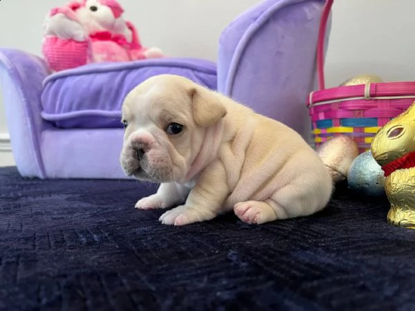 dolci cuccioli di bulldog francese sono molto ben socializzati, sono abituati ai bambini così come a