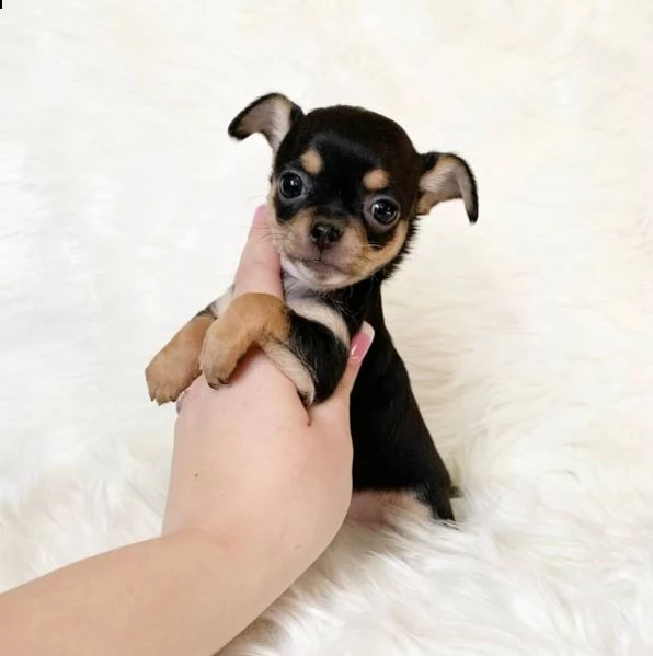 teacup chihuahua disponibili ora due chihuahua a pelo medio. femmine da 1 libbra e 1 oncia di 10 set