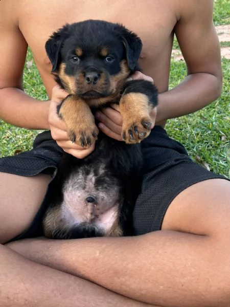 cuccioli di rottweiler ottimi cuccioli di rottweiler top pedigree. linee di sangue europee con grand