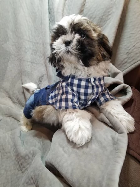 regalo cuccioli di shitzu e-mail  (marieiris783[at]gmail[.com]) grazi meraviglioso il musetto degli shih 